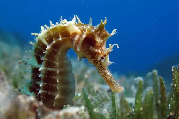 Seahorses