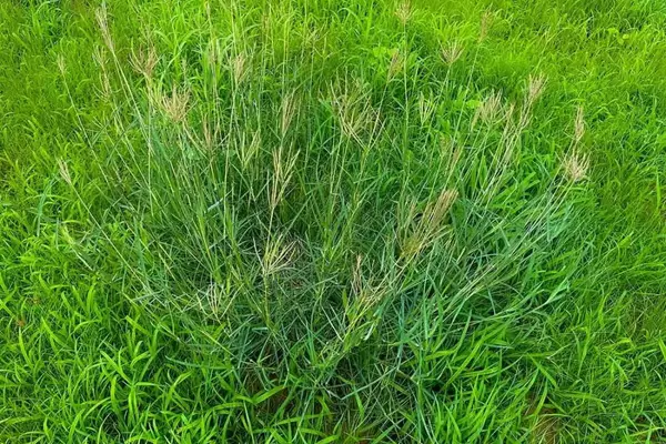 Study on Banni Grassland Sustainable Restoration