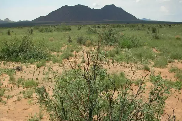 Study on Woody Encroachment