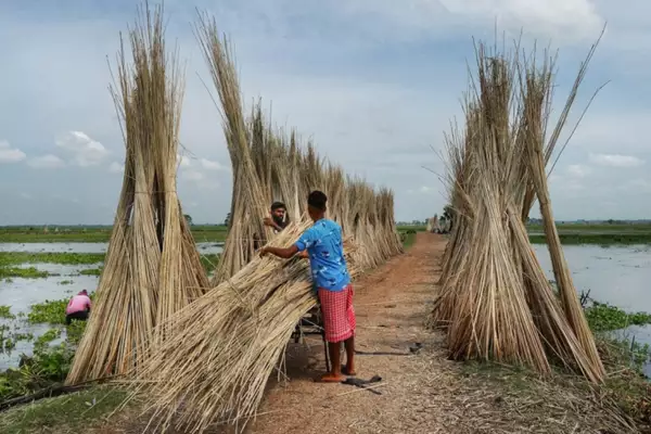 20% Drop in Jute production