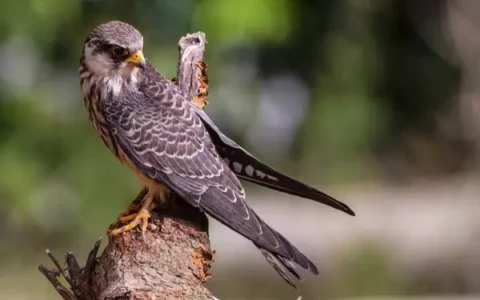 Amur Falcon