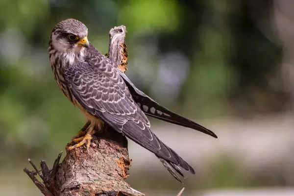 Amur Falcon