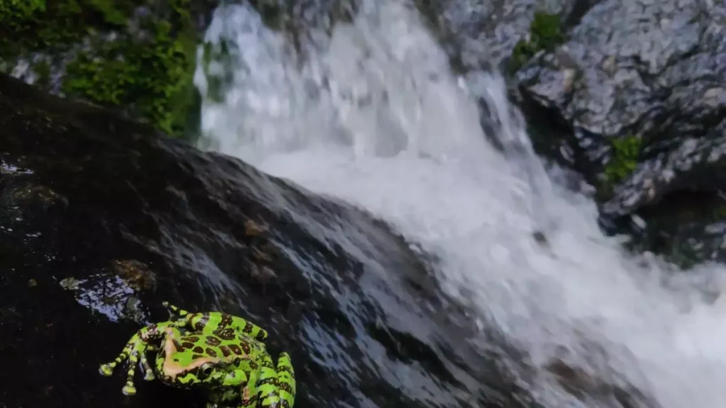 Assam cascade or hill stream frog 1