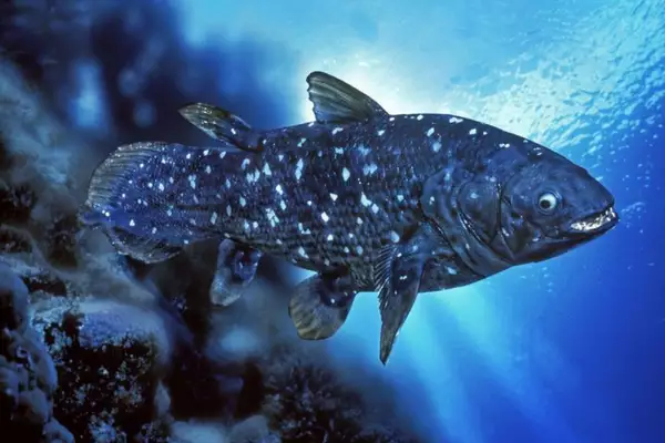 Coelacanths