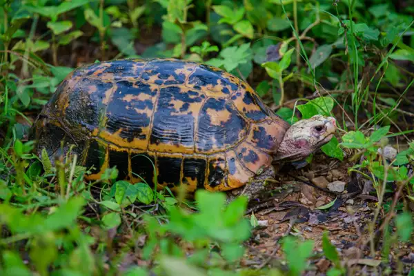 Elongated Tortoise (Indotestudo elongata)