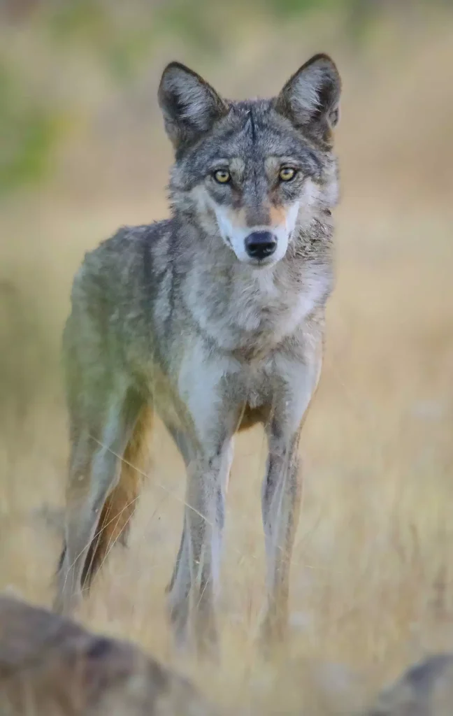 Grey Wolf 1