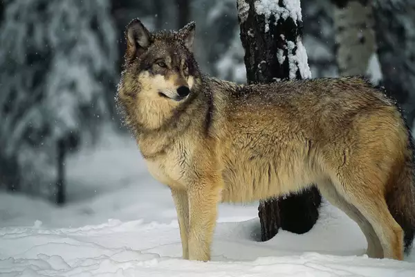 Grey Wolf