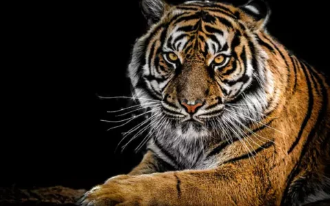 India joins International Big Cat Alliance