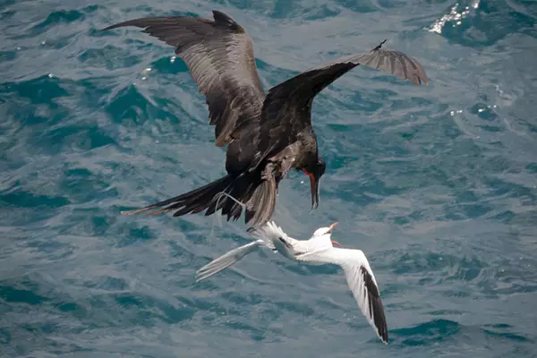 Kleptoparasitic Seabirds