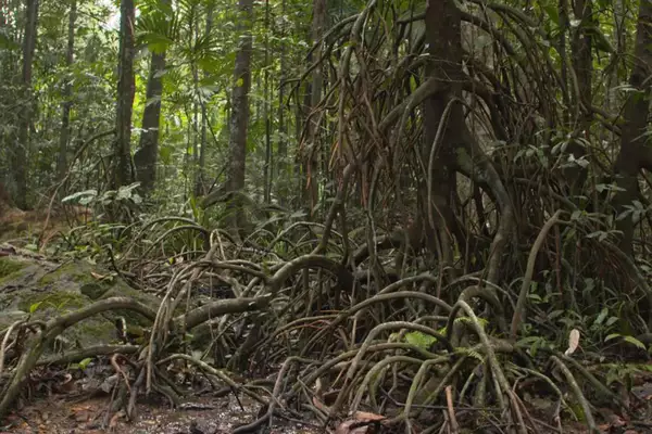 Myristica Swamp Forest