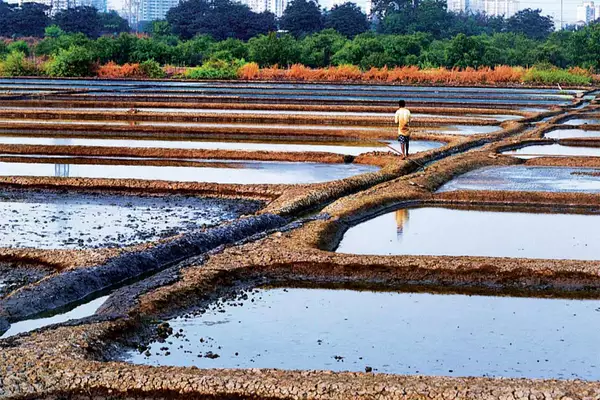 Salt Pan Lands of Mumbai