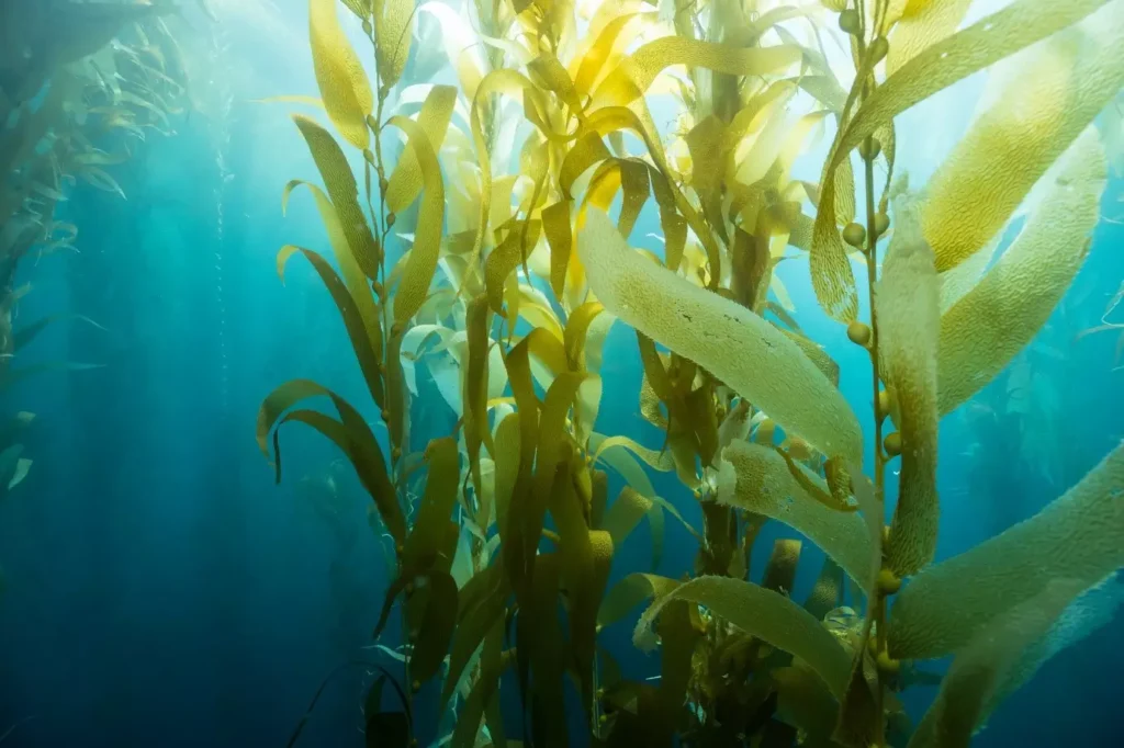 Seaweed cultivation in India