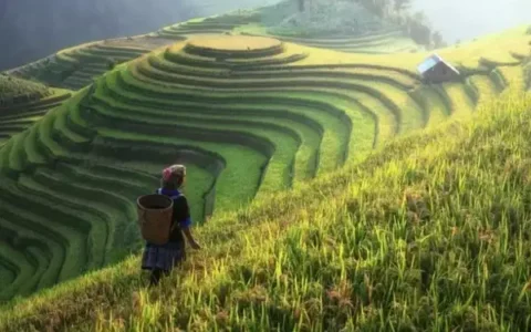 Secondary Agriculture