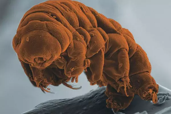 Tardigrades