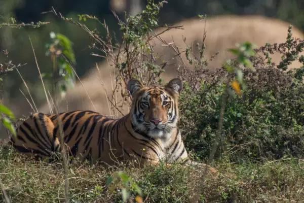 Tadoba Andhari Tiger Reserve