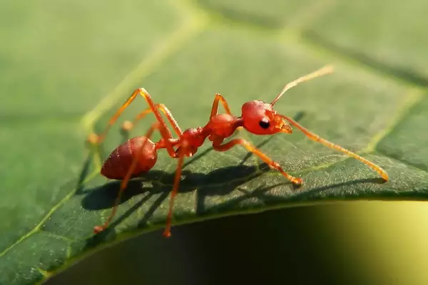 Red Fire Ants