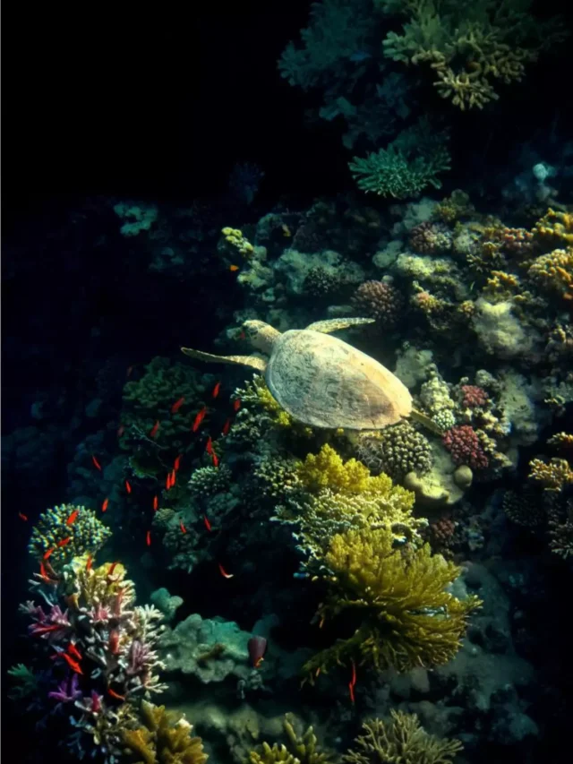 List of Animal and plant species most vulnerable to climate change
