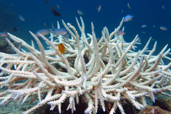 Zooxanthellae