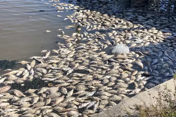 Fish Kill Phenomenon